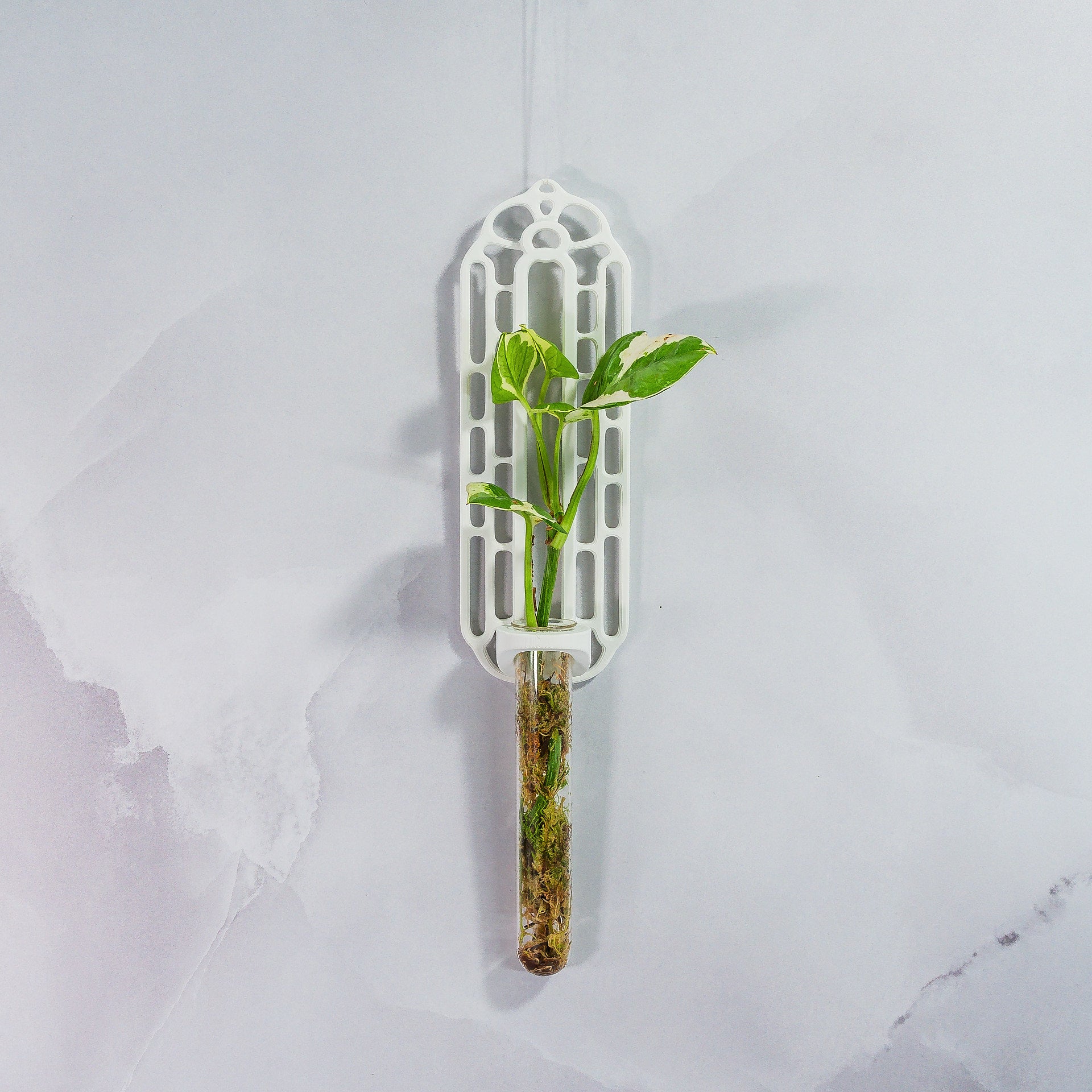 "Front view of MATTE WHITE Wall Propagation unit filled with live moss and a plant cutting in the clear tube."
